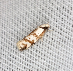 Palimmeces variegata