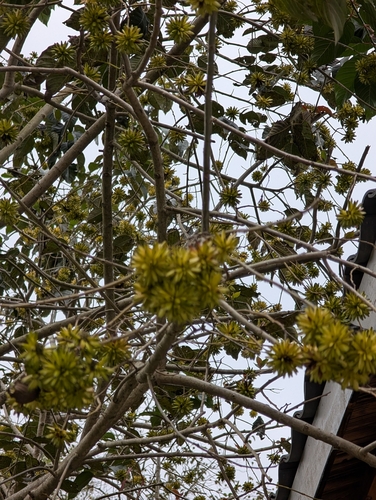 Camptotheca acuminata, photograph 6