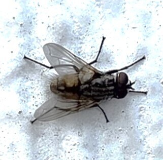 Unknown species found near Greater Upper Marlboro, Bowie, MD, USA
