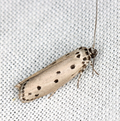 Ethmia heptasema