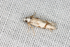 Oxythecta hieroglyphica