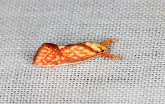 Crepidosceles chryserythra