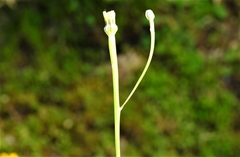 Arnoseris minima