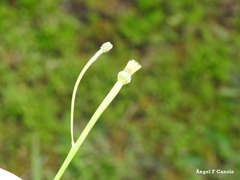 Arnoseris minima