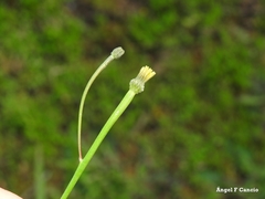Arnoseris minima