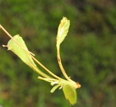 Arnoseris minima