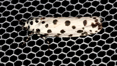 Ethmia clytodoxa