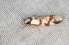 Palimmeces variegata
