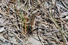 Neocicindela latecincta