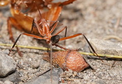 Leptomyrmex tibialis