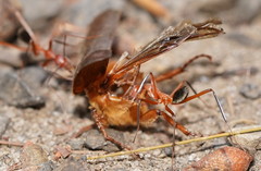 Leptomyrmex tibialis