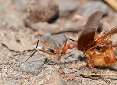 Leptomyrmex tibialis