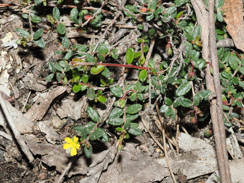 Scrambling Guinea-flower (Hibbertia radians)