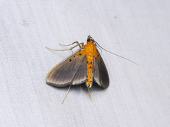 Filodes fulvidorsalis