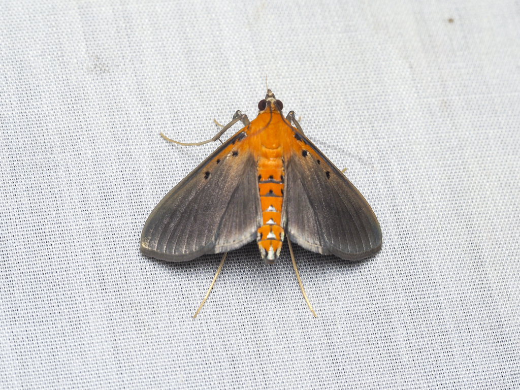 Filodes fulvidorsalis