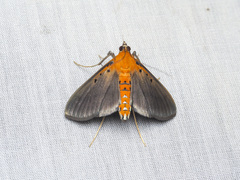 Filodes fulvidorsalis