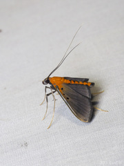 Filodes fulvidorsalis