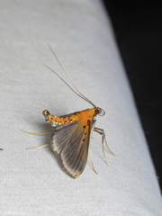 Filodes fulvidorsalis