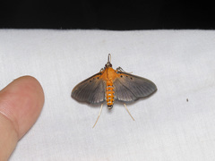 Filodes fulvidorsalis