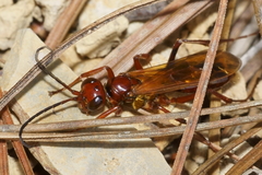 Sphictostethus fugax