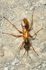 Sphictostethus fugax