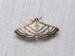 Ravanoa xiphialis