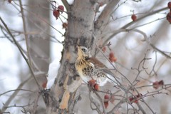 Turdus pilaris