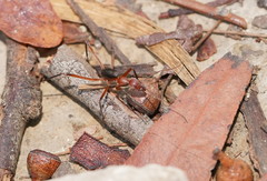 Leptomyrmex tibialis