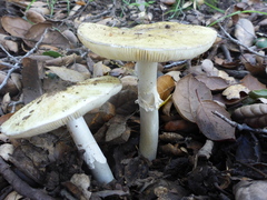 Amanita phalloides