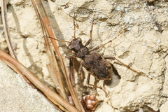 Neocicindela parryi