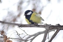 Parus major