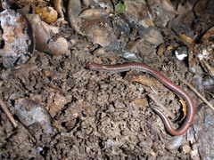 Batrachoseps attenuatus
