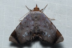 Mecodina albodentata