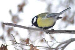 Parus major