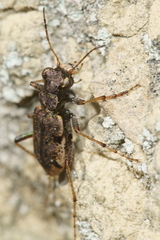 Neocicindela parryi