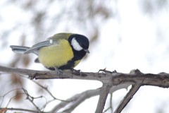 Parus major
