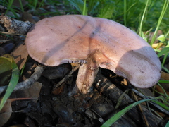 Lepista nuda