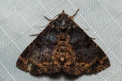 Diomea diffusifascia