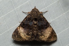 Diomea diffusifascia