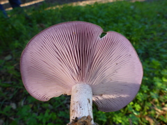 Lepista nuda