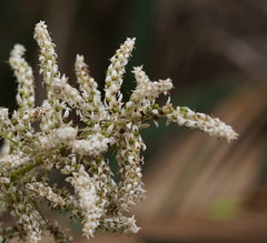 Helmholtzia glaberrima