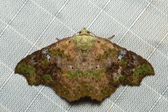 Laspeyria viridicincta