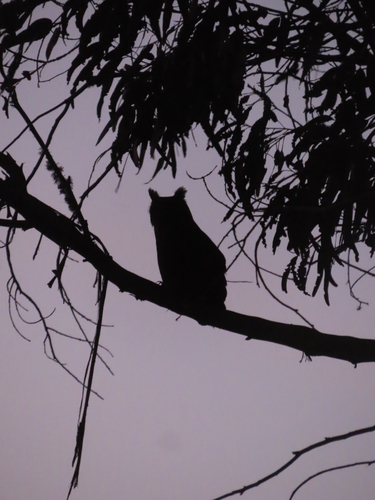 View observation of {o.common_name} on iNaturalist