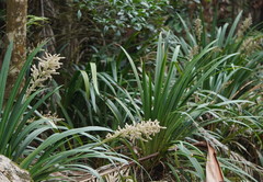 Helmholtzia glaberrima