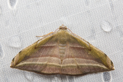 Loxotephria padanga
