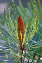 Banksia hookeriana