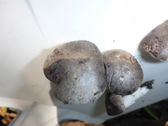 Tricholoma terreum