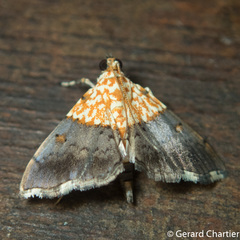 Agrotera basinotata