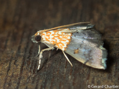 Agrotera basinotata