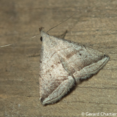 Lysimelia neleusalis